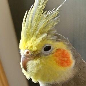 Meet your Posher, Carlie